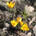 21.03.2022. Kielce. Wiosna - przyroda budzi się do życia / Wiktor Taszłow / Radio Kielce