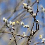 21.03.2022. Kielce. Wiosna - przyroda budzi się do życia / Wiktor Taszłow / Radio Kielce