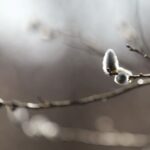 21.03.2022. Kielce. Wiosna - przyroda budzi się do życia / Wiktor Taszłow / Radio Kielce