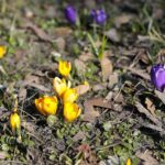 21.03.2022. Kielce. Wiosna - przyroda budzi się do życia / Wiktor Taszłow / Radio Kielce