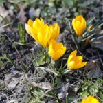 21.03.2022. Kielce. Wiosna - przyroda budzi się do życia / Wiktor Taszłow / Radio Kielce