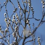 21.03.2022. Kielce. Wiosna - przyroda budzi się do życia / Wiktor Taszłow / Radio Kielce