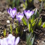 21.03.2022. Kielce. Wiosna - przyroda budzi się do życia / Wiktor Taszłow / Radio Kielce