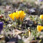 21.03.2022. Kielce. Wiosna - przyroda budzi się do życia / Wiktor Taszłow / Radio Kielce