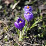 21.03.2022. Kielce. Wiosna - przyroda budzi się do życia / Wiktor Taszłow / Radio Kielce