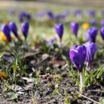 21.03.2022. Kielce. Wiosna - przyroda budzi się do życia / Wiktor Taszłow / Radio Kielce