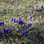 21.03.2022. Kielce. Wiosna - przyroda budzi się do życia / Wiktor Taszłow / Radio Kielce