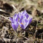 21.03.2022. Kielce. Wiosna - przyroda budzi się do życia / Wiktor Taszłow / Radio Kielce