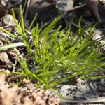 21.03.2022. Kielce. Wiosna - przyroda budzi się do życia / Wiktor Taszłow / Radio Kielce