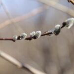 21.03.2022. Kielce. Wiosna - przyroda budzi się do życia / Wiktor Taszłow / Radio Kielce