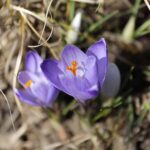 21.03.2022. Kielce. Wiosna - przyroda budzi się do życia / Wiktor Taszłow / Radio Kielce