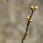 21.03.2022. Kielce. Wiosna - przyroda budzi się do życia / Wiktor Taszłow / Radio Kielce