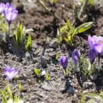 21.03.2022. Kielce. Wiosna - przyroda budzi się do życia / Wiktor Taszłow / Radio Kielce