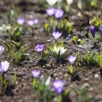 21.03.2022. Kielce. Wiosna - przyroda budzi się do życia / Wiktor Taszłow / Radio Kielce