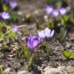 21.03.2022. Kielce. Wiosna - przyroda budzi się do życia / Wiktor Taszłow / Radio Kielce