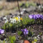 21.03.2022. Kielce. Wiosna - przyroda budzi się do życia / Wiktor Taszłow / Radio Kielce