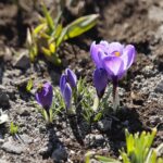 21.03.2022. Kielce. Wiosna - przyroda budzi się do życia / Wiktor Taszłow / Radio Kielce