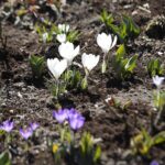 21.03.2022. Kielce. Wiosna - przyroda budzi się do życia / Wiktor Taszłow / Radio Kielce