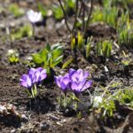 21.03.2022. Kielce. Wiosna - przyroda budzi się do życia / Wiktor Taszłow / Radio Kielce