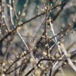 21.03.2022. Kielce. Wiosna - przyroda budzi się do życia / Wiktor Taszłow / Radio Kielce