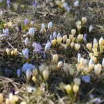 21.03.2022. Kielce. Wiosna - przyroda budzi się do życia / Wiktor Taszłow / Radio Kielce