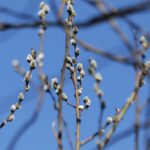 21.03.2022. Kielce. Wiosna - przyroda budzi się do życia / Wiktor Taszłow / Radio Kielce