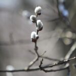 21.03.2022. Kielce. Wiosna - przyroda budzi się do życia / Wiktor Taszłow / Radio Kielce