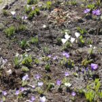 21.03.2022. Kielce. Wiosna - przyroda budzi się do życia / Wiktor Taszłow / Radio Kielce