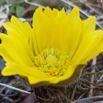 Miłek wiosenny / Zespół Świętokrzyskich Nadnidziańskich Parków Krajobrazowych