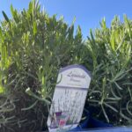 Lawenda / Kamil Król / Radio Kielce