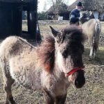 Tokarnia. Nastenia i Hontersja - dwa źrebaki rasy konik polski zamieszkały w Parku Etnograficznym  w Tokarni / Muzeum Wsi Kieleckiej/Facebook