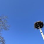 15.03.2022. Nietulisko Duże. Bocianie gniazdo pod obserwacją kamery / Emilia Sitarska / Radio Kielce