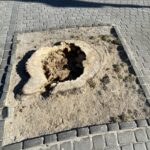 15.03.2022. Opatów. Wycięte drzewa na Rynku / Emilia Sitarska / Radio Kielce