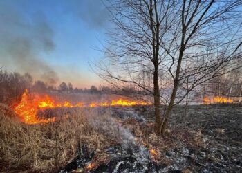 15.03.2022. Świętokrzyskie. Pożary traw i nieużytków / OSP KSRG Piekoszów