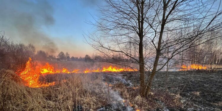 15.03.2022. Świętokrzyskie. Pożary traw i nieużytków / OSP KSRG Piekoszów