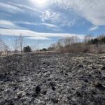 27.03.2022. Świętokrzyskie. Pożary nieużytków i lasów / OSP KSRG Piekoszów