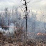 27.03.2022. Świętokrzyskie. Pożary nieużytków i lasów / OSP KSRG Piekoszów