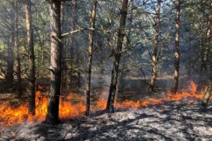 15.03.2022. Świętokrzyskie. Pożary traw i nieużytków / OSP Ruda Maleniecka