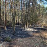 27.03.2022. Świętokrzyskie. Pożary nieużytków i lasów / OSP Rykoszyn