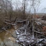 09.03.2022. Rzegocin. Wycinka drzew pod budowę farmy fotowoltaicznej / Elżbieta Szymelfenig