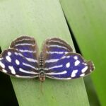 Kostaryka / Danuta Rasała