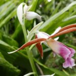 Kostaryka / Danuta Rasała