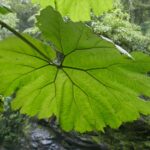 Kostaryka / Danuta Rasała