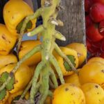 Kostaryka / Danuta Rasała