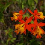 Kostaryka / Danuta Rasała