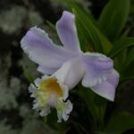 Kostaryka / Danuta Rasała