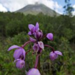 Kostaryka / Danuta Rasała