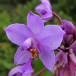 Kostaryka / Danuta Rasała