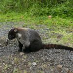 Kostaryka / Danuta Rasała