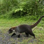 Kostaryka / Danuta Rasała